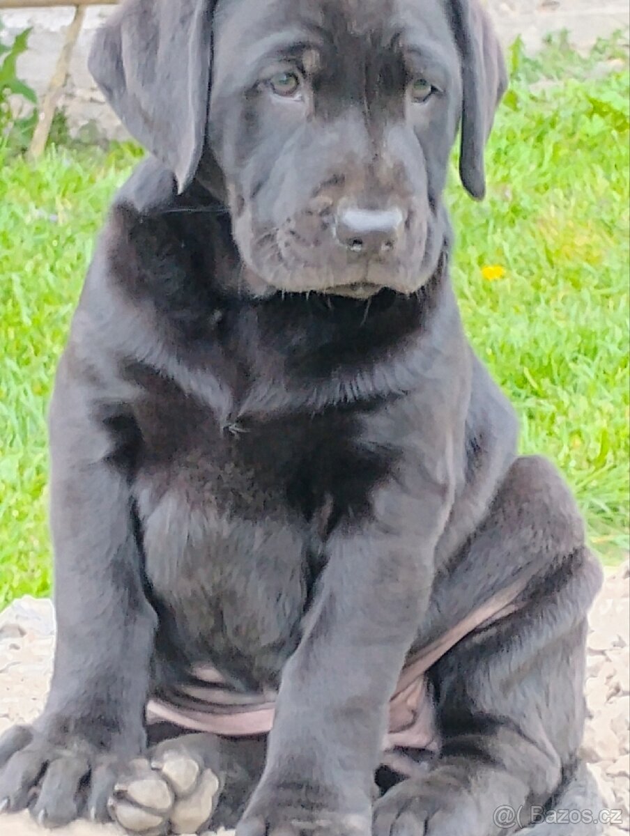 Labrador