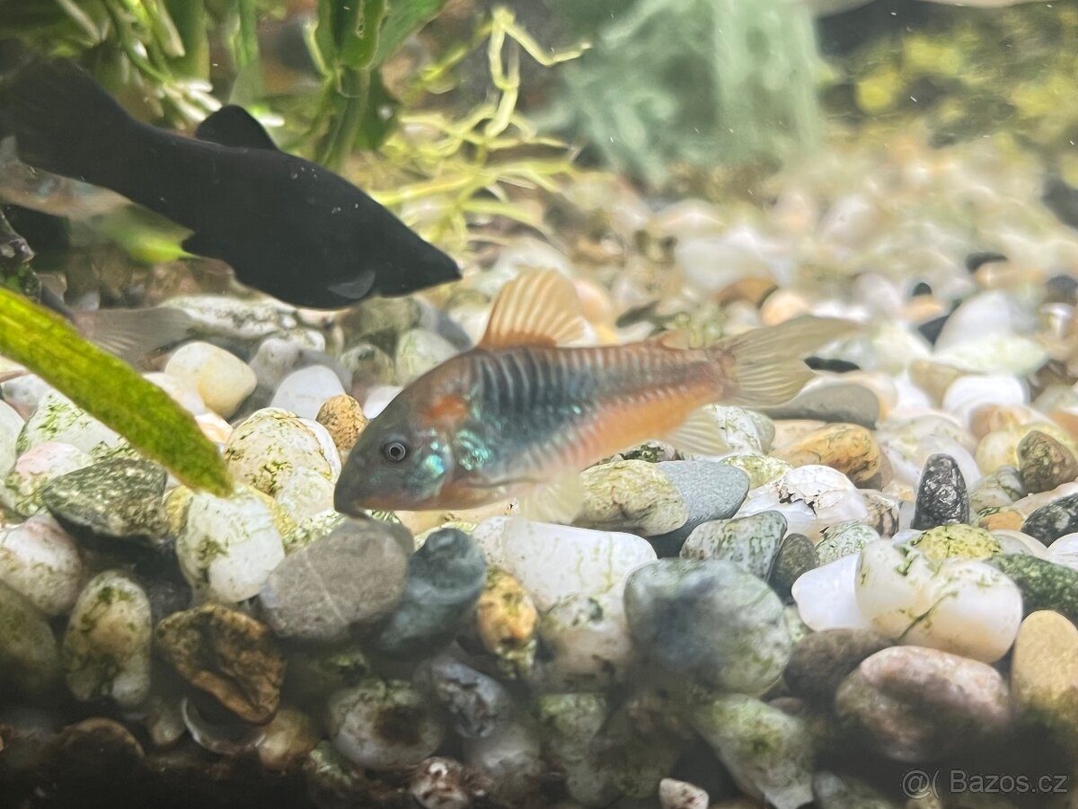 Pancéřníček Venezuela orange - Corydoras venezuelanus orange