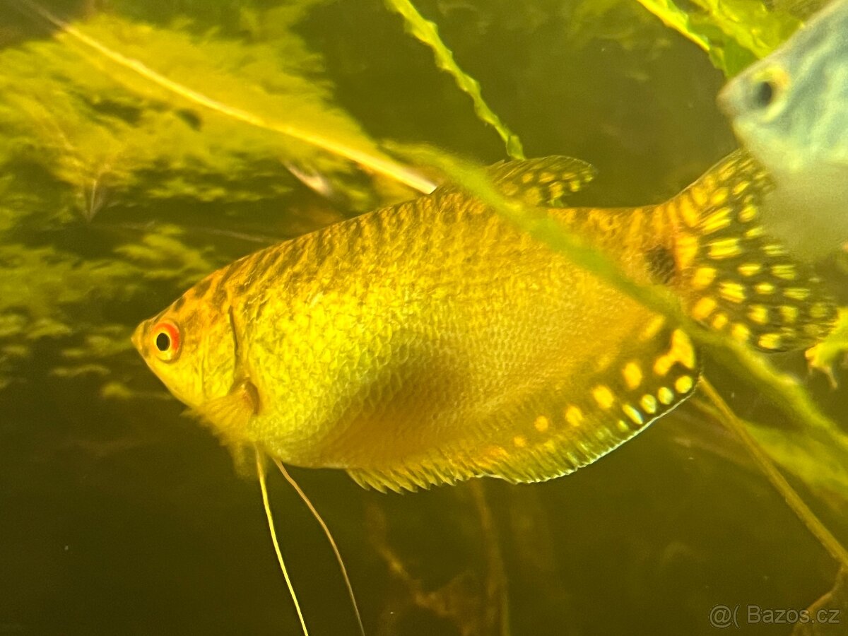 Čichavec zlatý - Trichopodus trichopterus 'Gold'