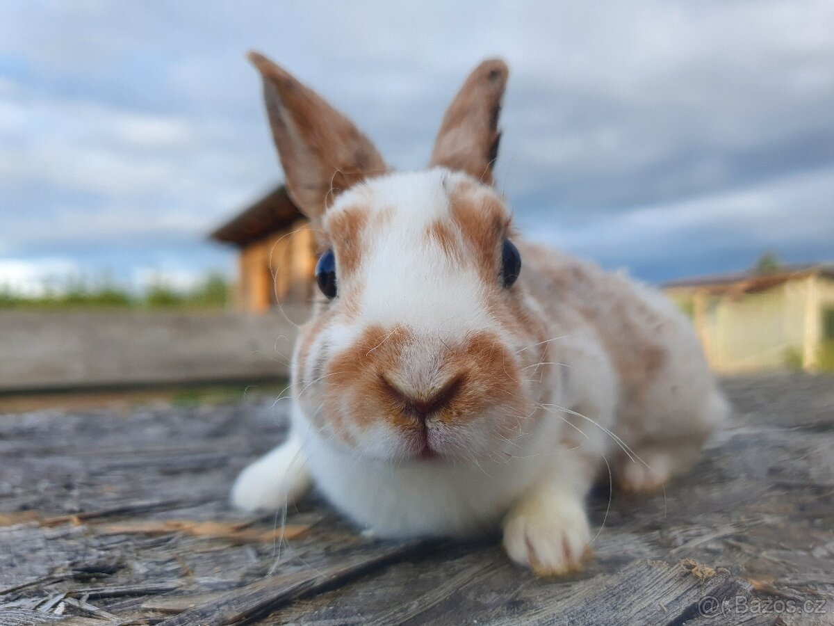 Zakrslý Rex