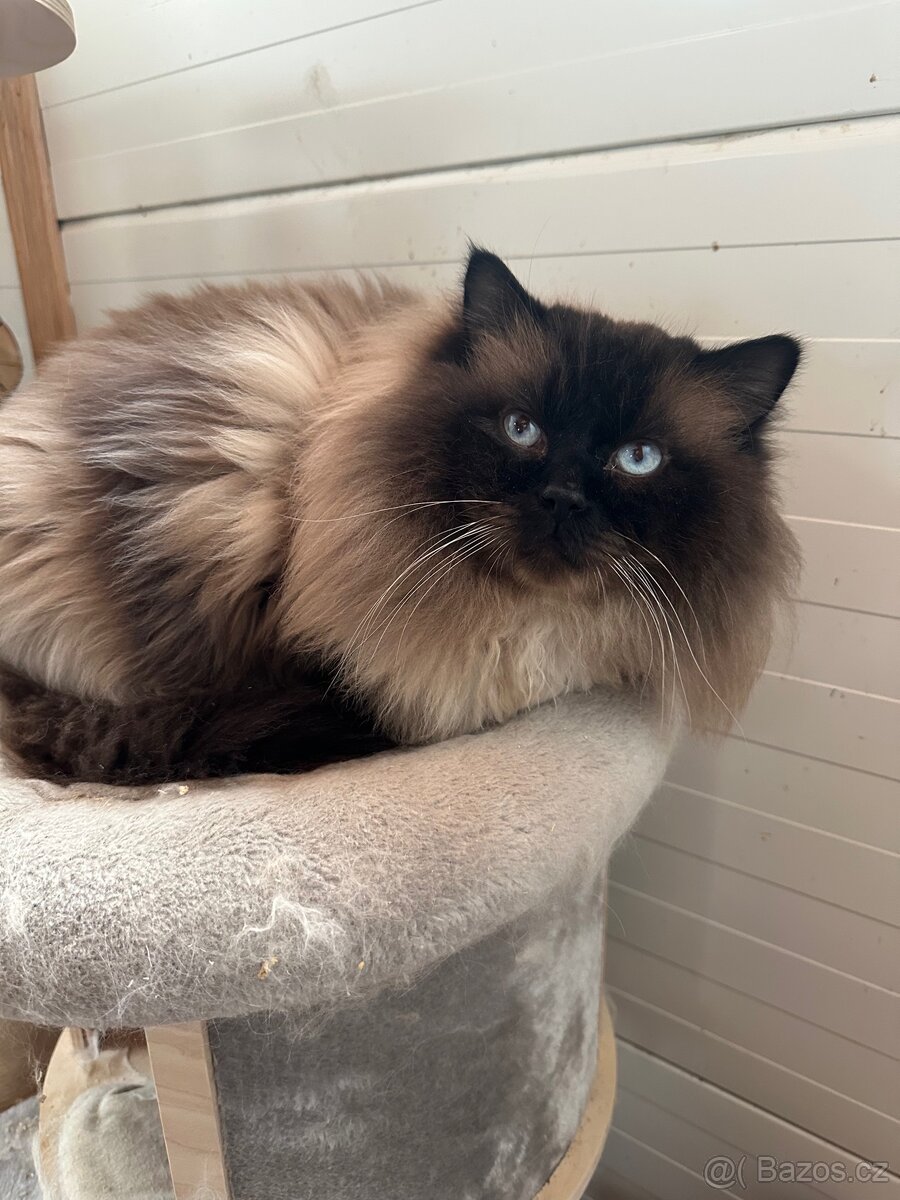 Ragdoll