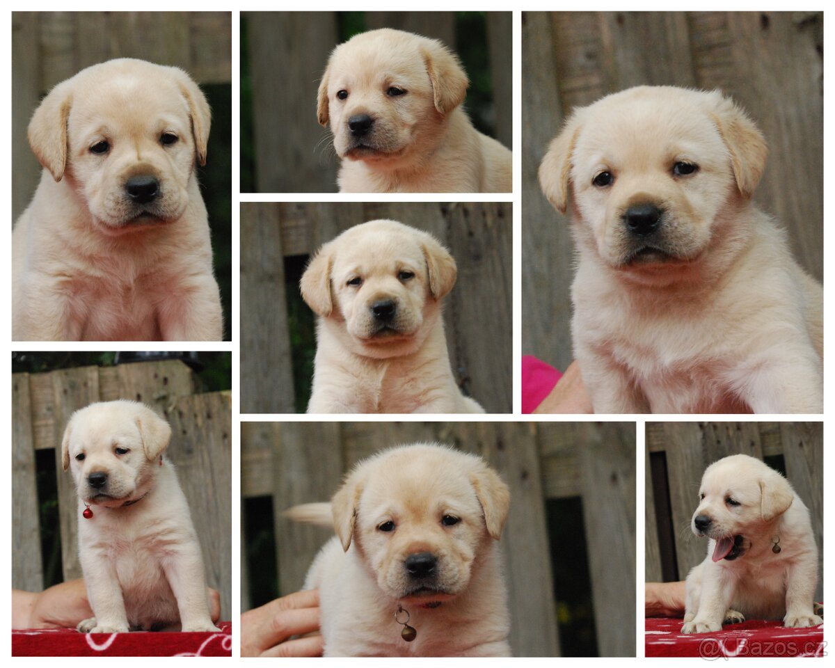 Špičková žlutá štěňata labradorského retrívra