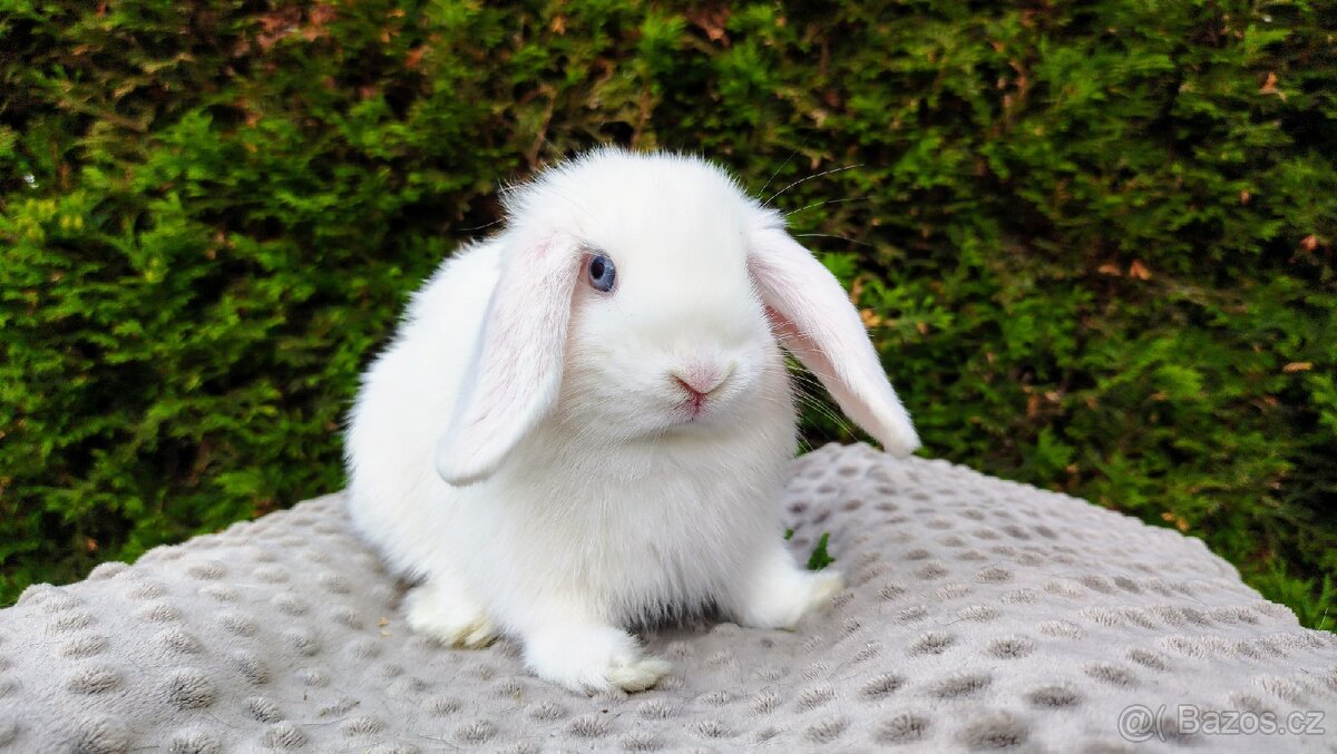 Zakrslý beránek, králíček, králík - TYMIÁN A HOLLY