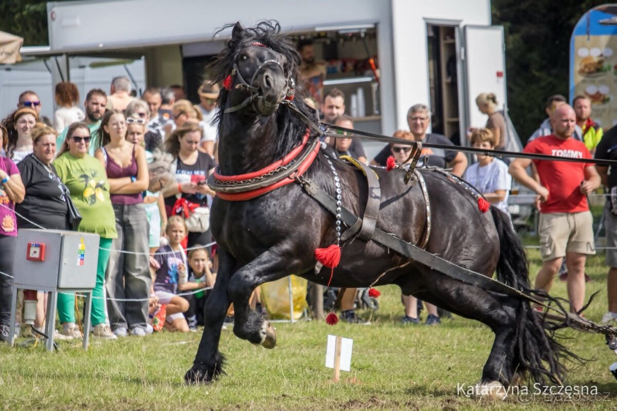 Prodám Norik muransky