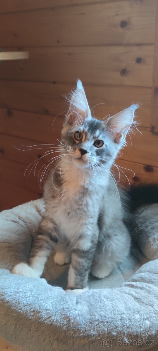 Mainská mývalí koťátka s PP