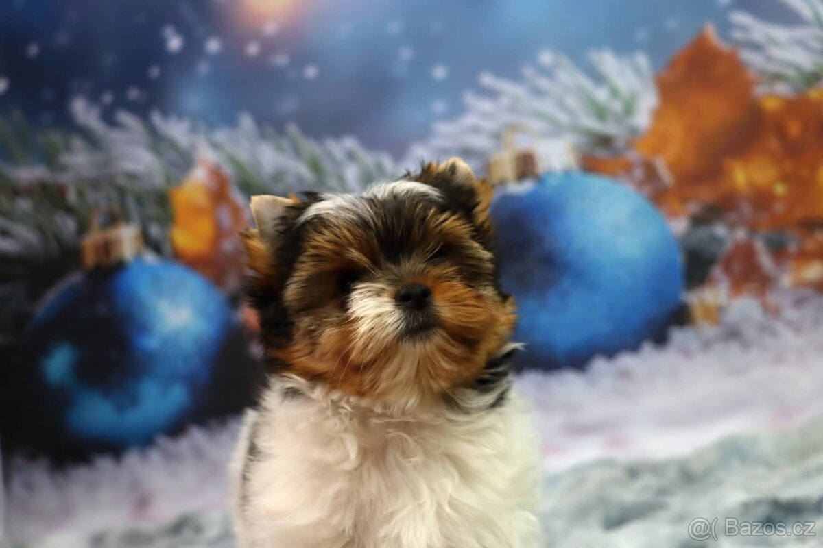 Biewer terriér jorkšírský