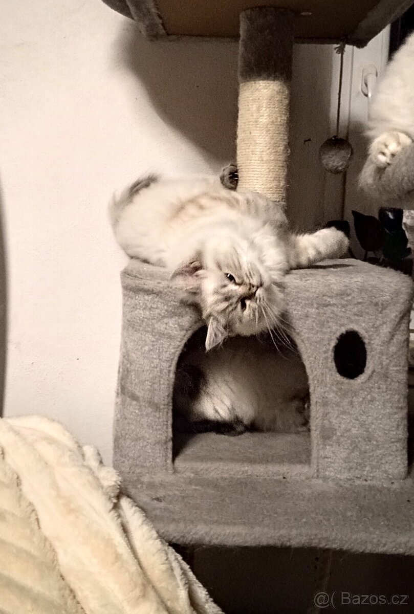 Ragdoll koťátka bez PP