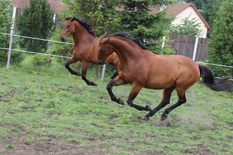 Koňský hnůj za odvoz
