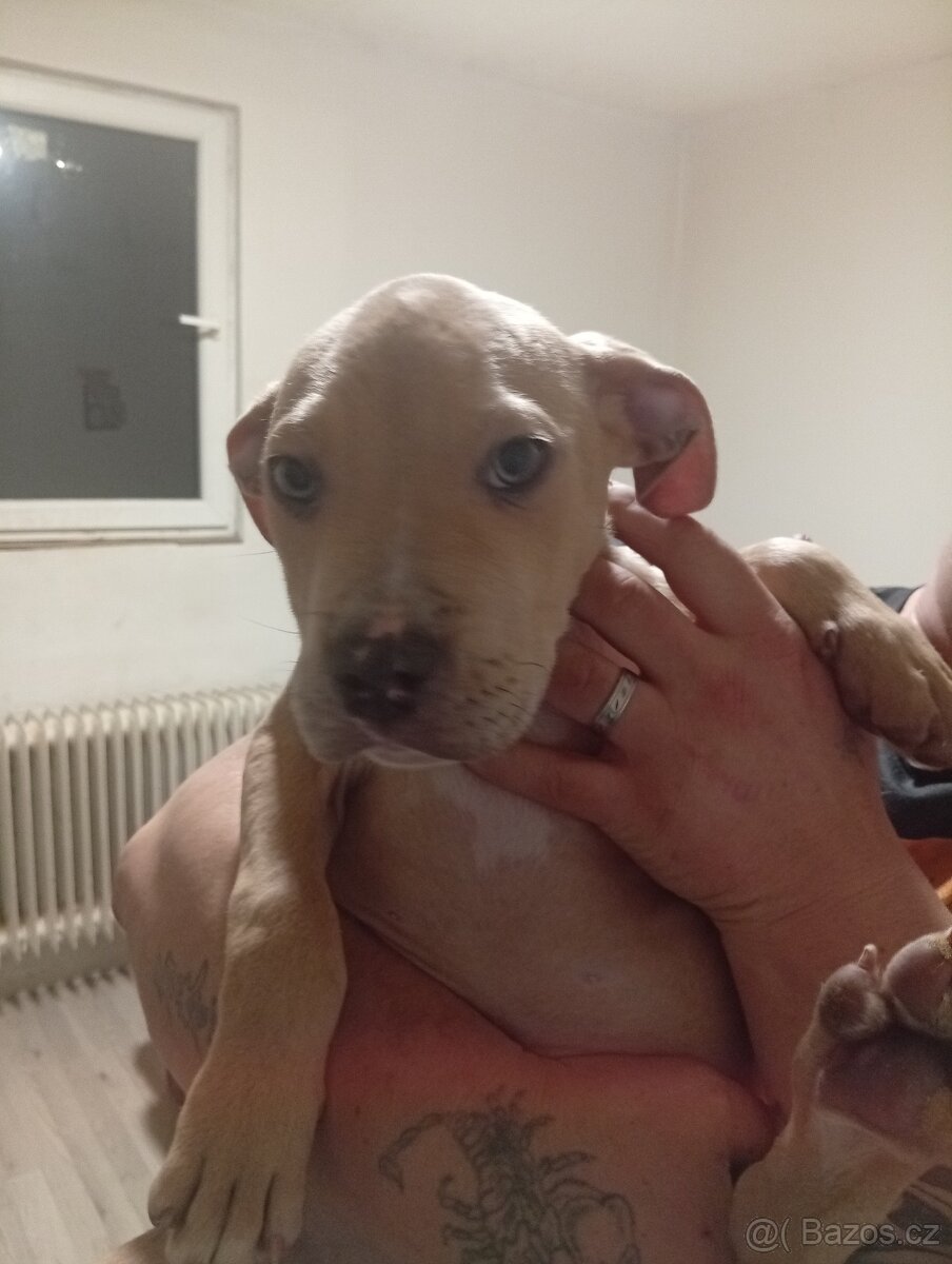 Americký stafordšírský teriér