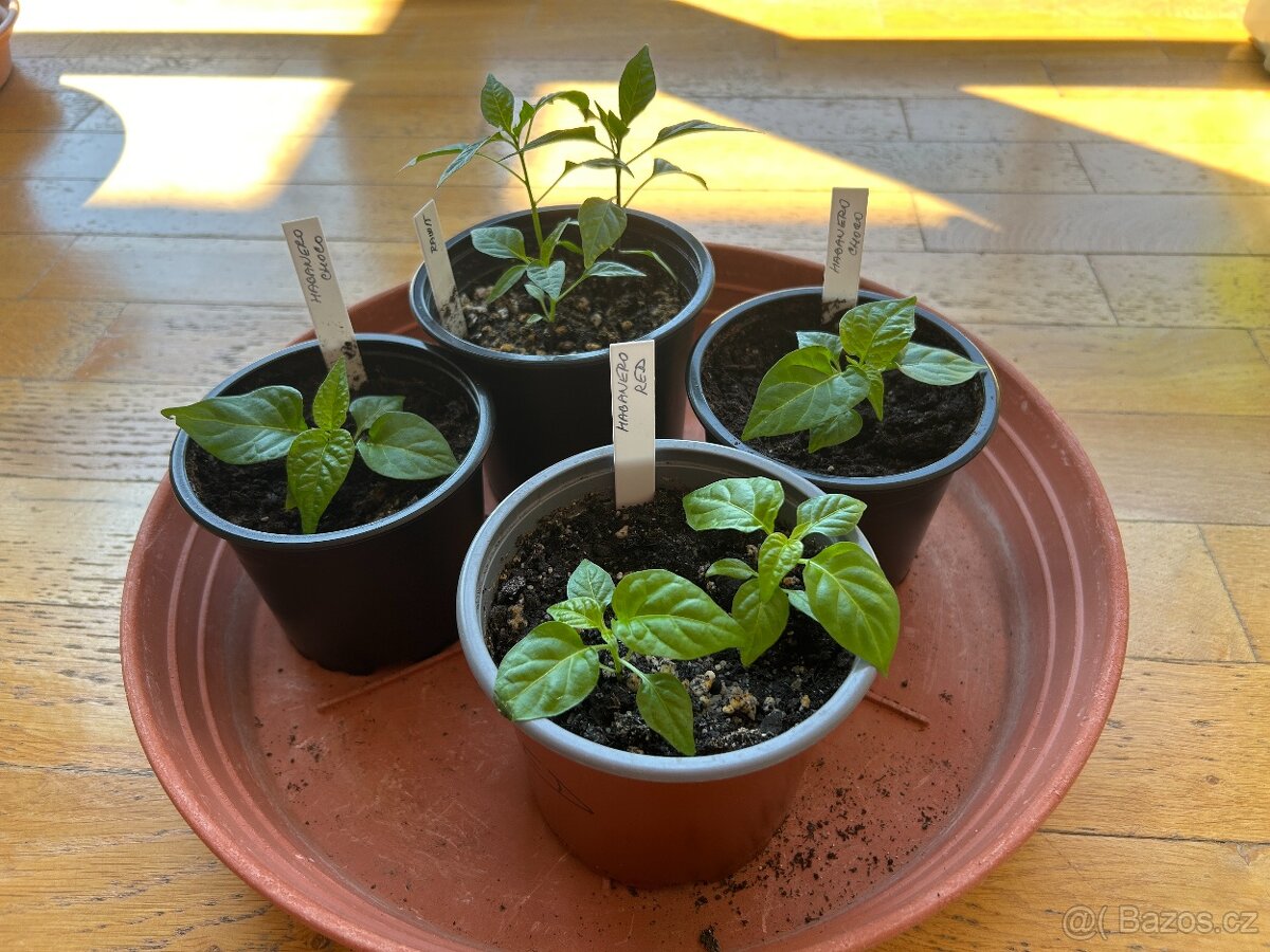 sazenice chilli papriček
