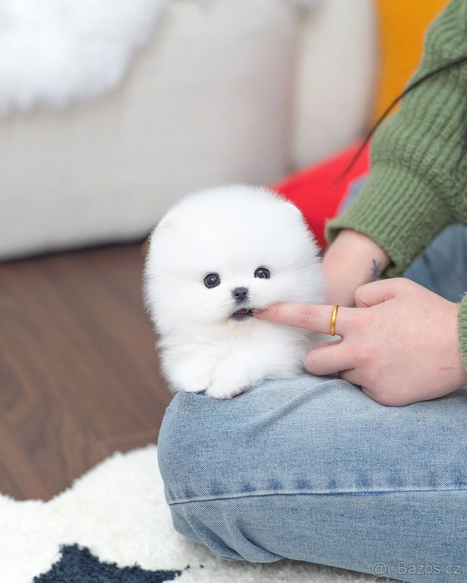 Krasne pomeranian štěňata