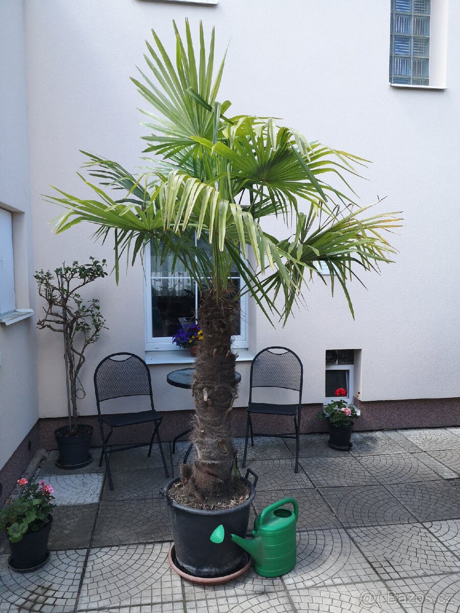 Pěkná velká palma