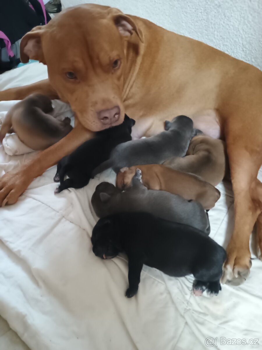 Na prodej amstaff štěňata