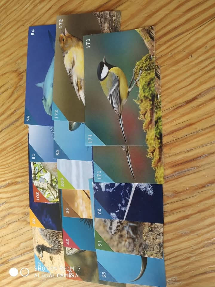 Animal kingdom