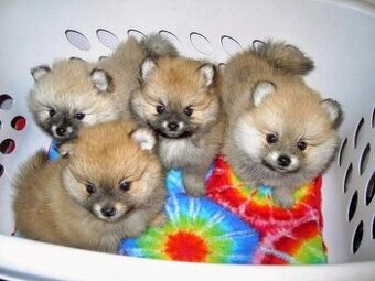 Pomeranian Boo