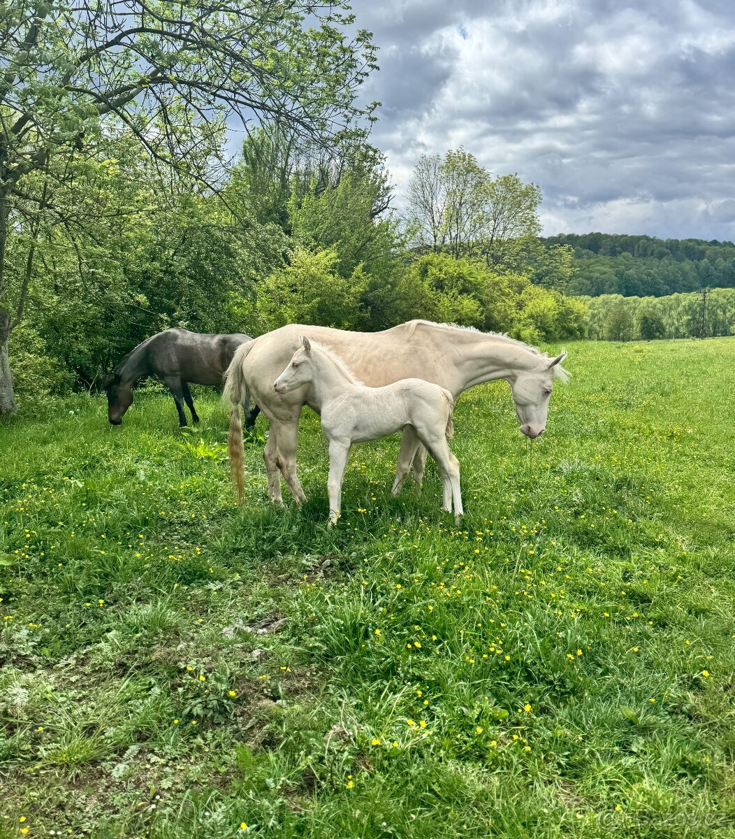 Cremello klisnička s odznaky s reining/cutting původem