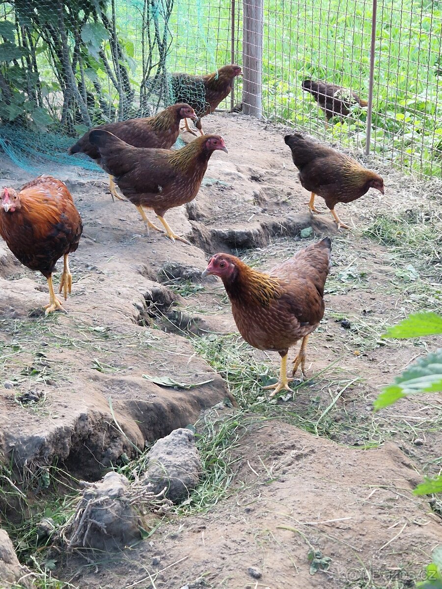 Zdr. Velsumka rezavě koroptví