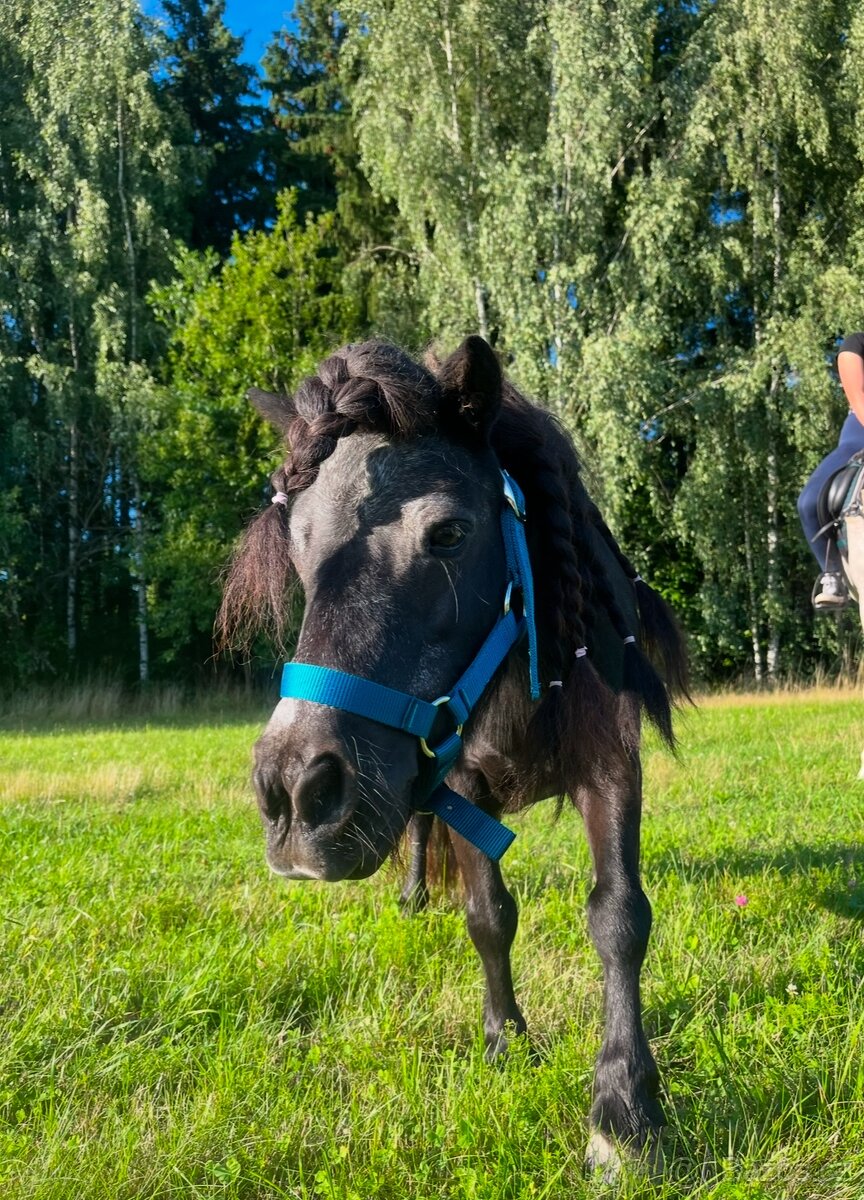 shetland pony