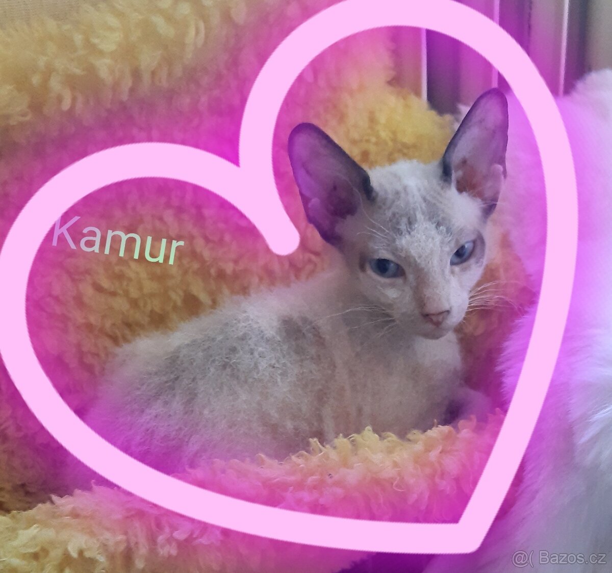 Don Sphynx Koťátka