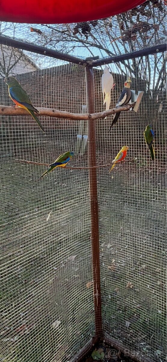 Neoféma tyrkysová 2:1