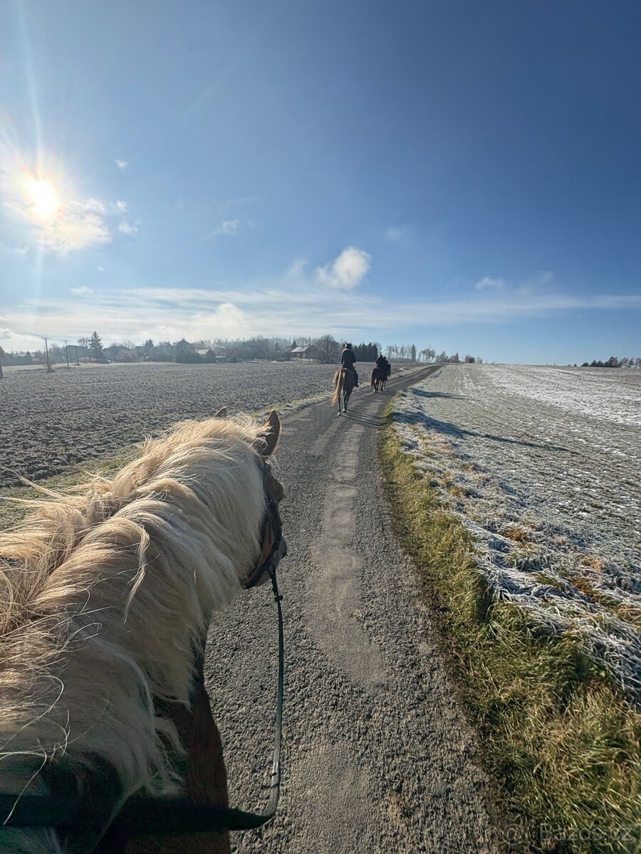 Jízda na koni /pronajem