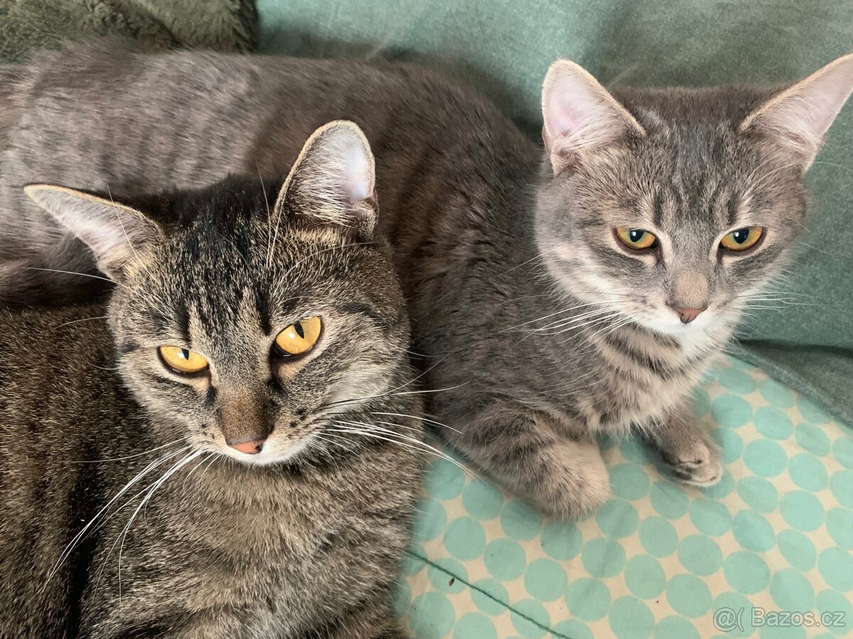 Daruji kocourky do dobrých rukou