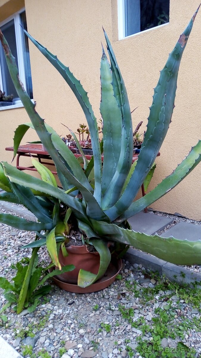 Agave