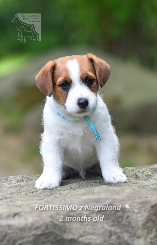 Jack Russell teriér  - pejsek - JIŽ K ODBĚRU