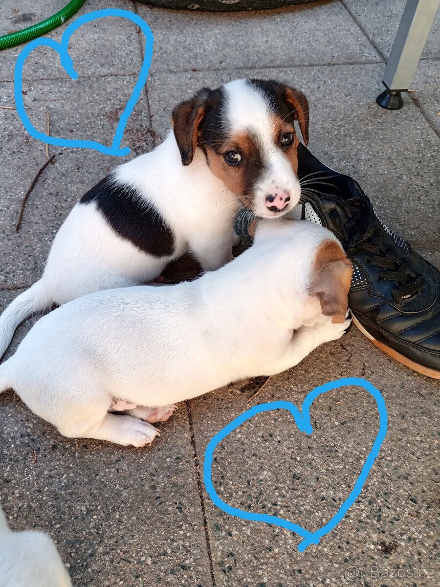 Jack russel teriér