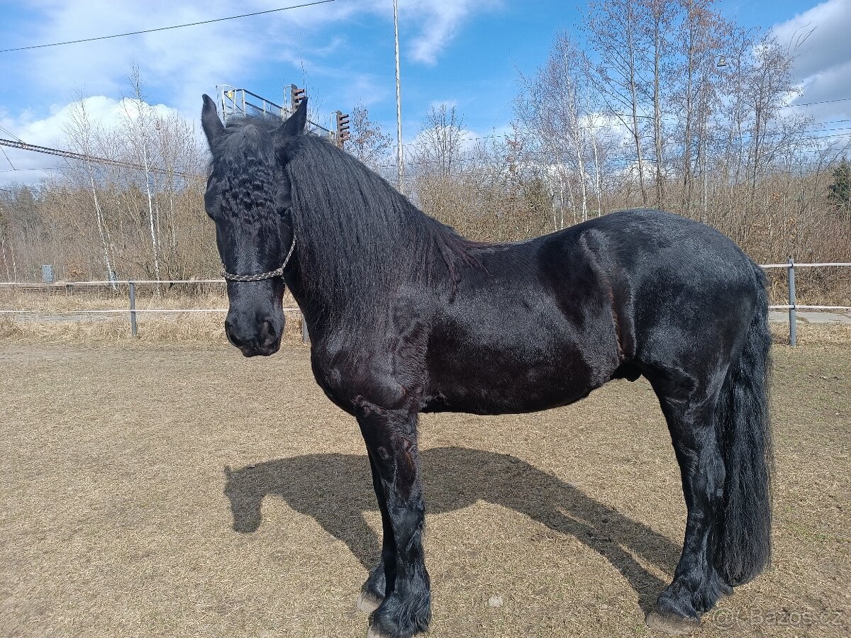 Fríský kůň