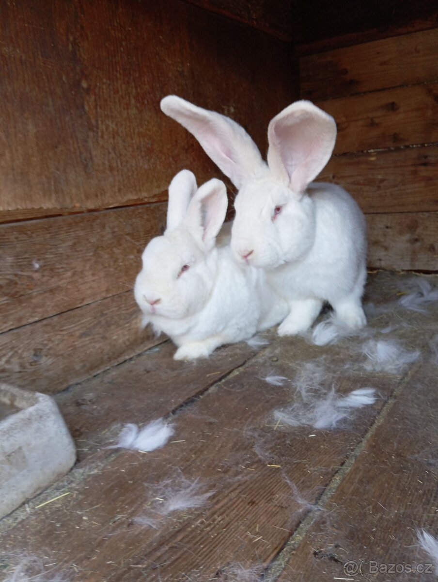 Králíky k chovu nebo na výkrm