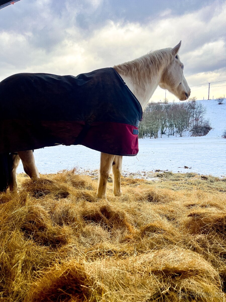 Pastevní ustájení u Štětí