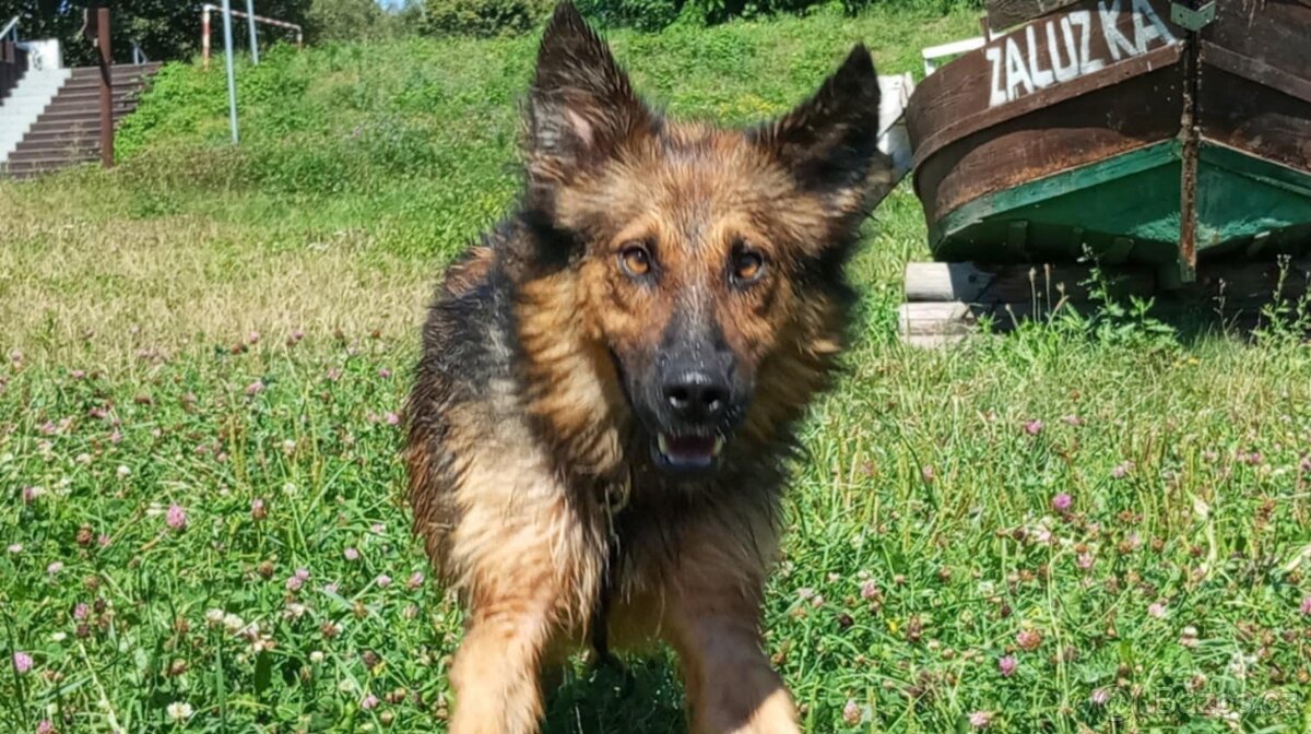 Adopce