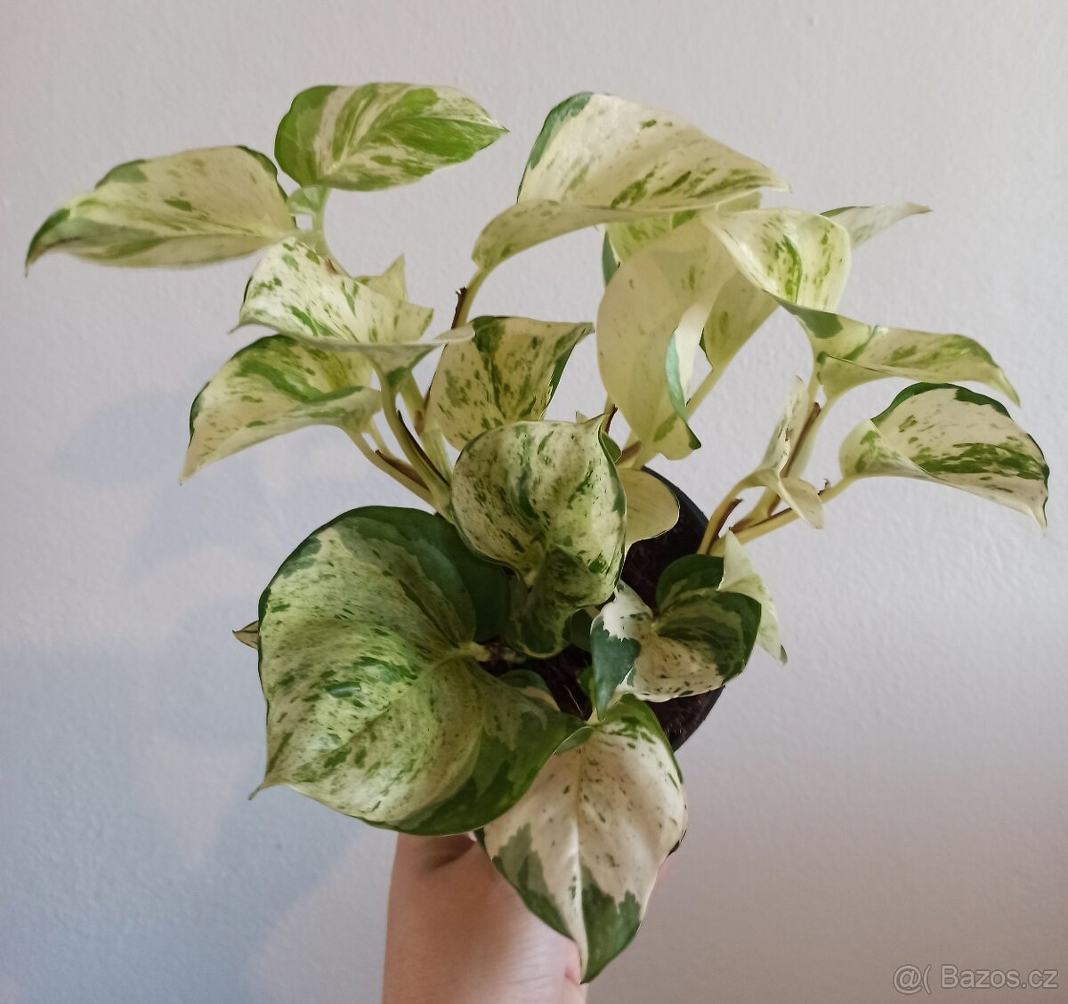 Epipremnum manjula