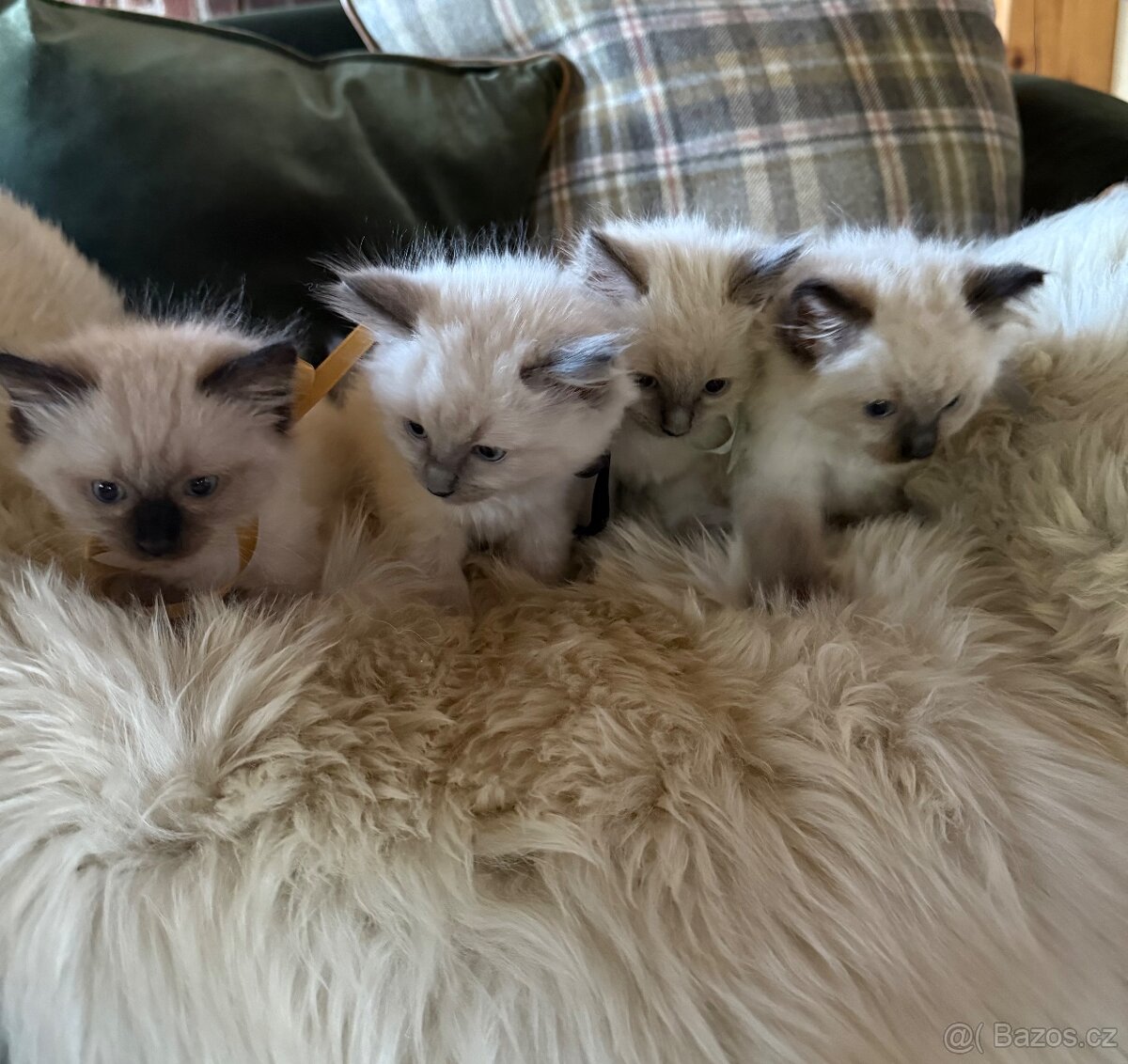 Ragdoll - koťátka