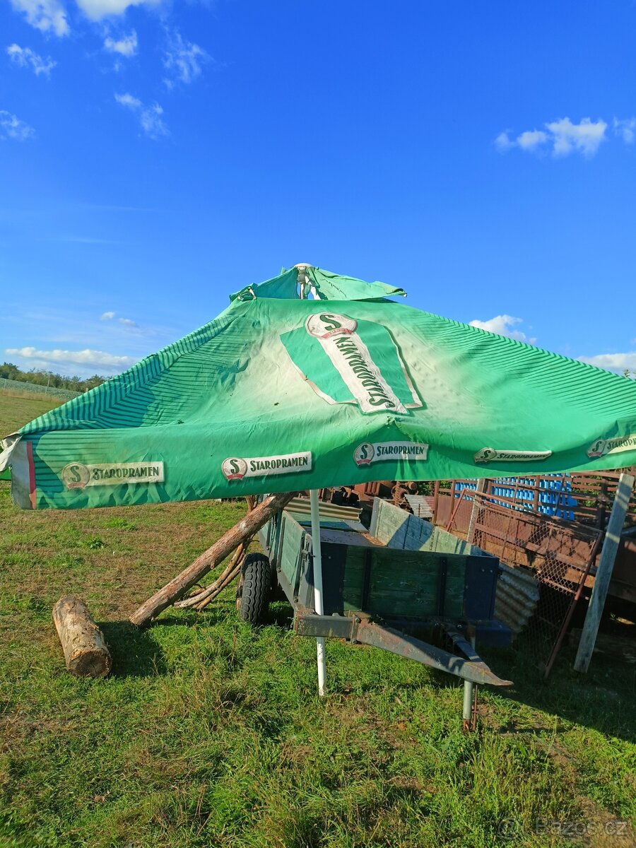Prodám hospodský slunecnik