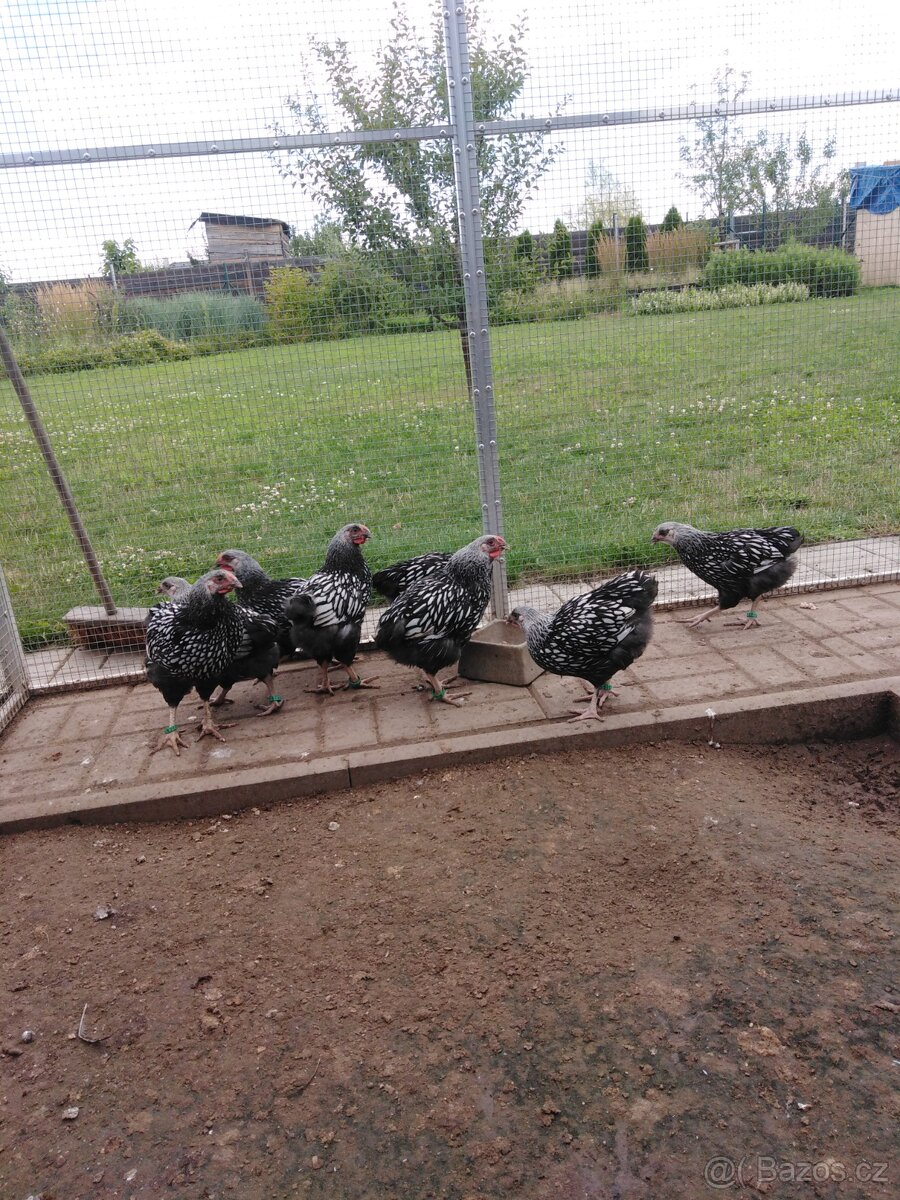 WYANDOTKA VELKÁ STŘÍBRNÁ