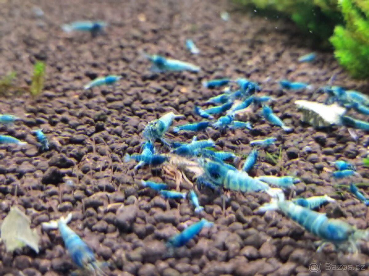 Krevetky caridina, neocaridina