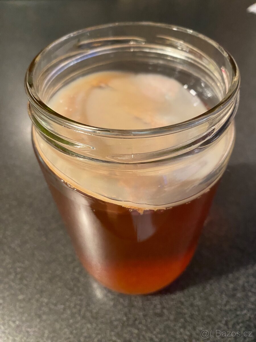 Kombucha - čajová houba