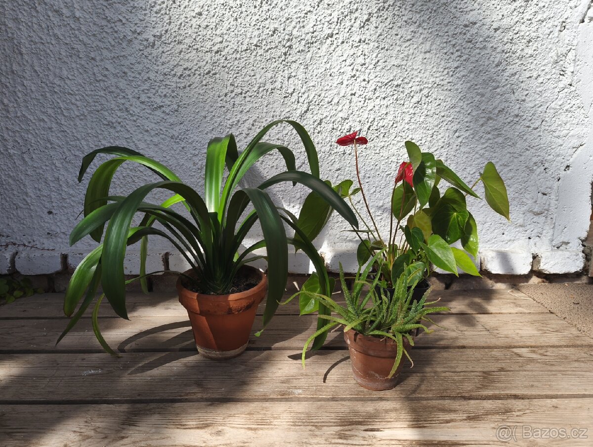 Klivie,Anturie,Aloe Vera - cena za všechny
