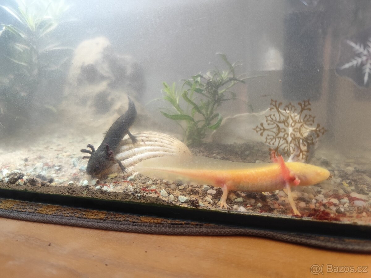 Koupím akvárium pro axolotla