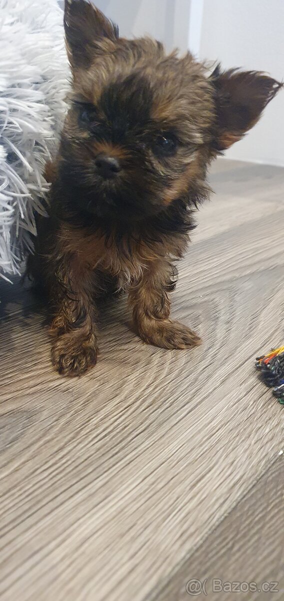 Jorkšírský teriér bez PP