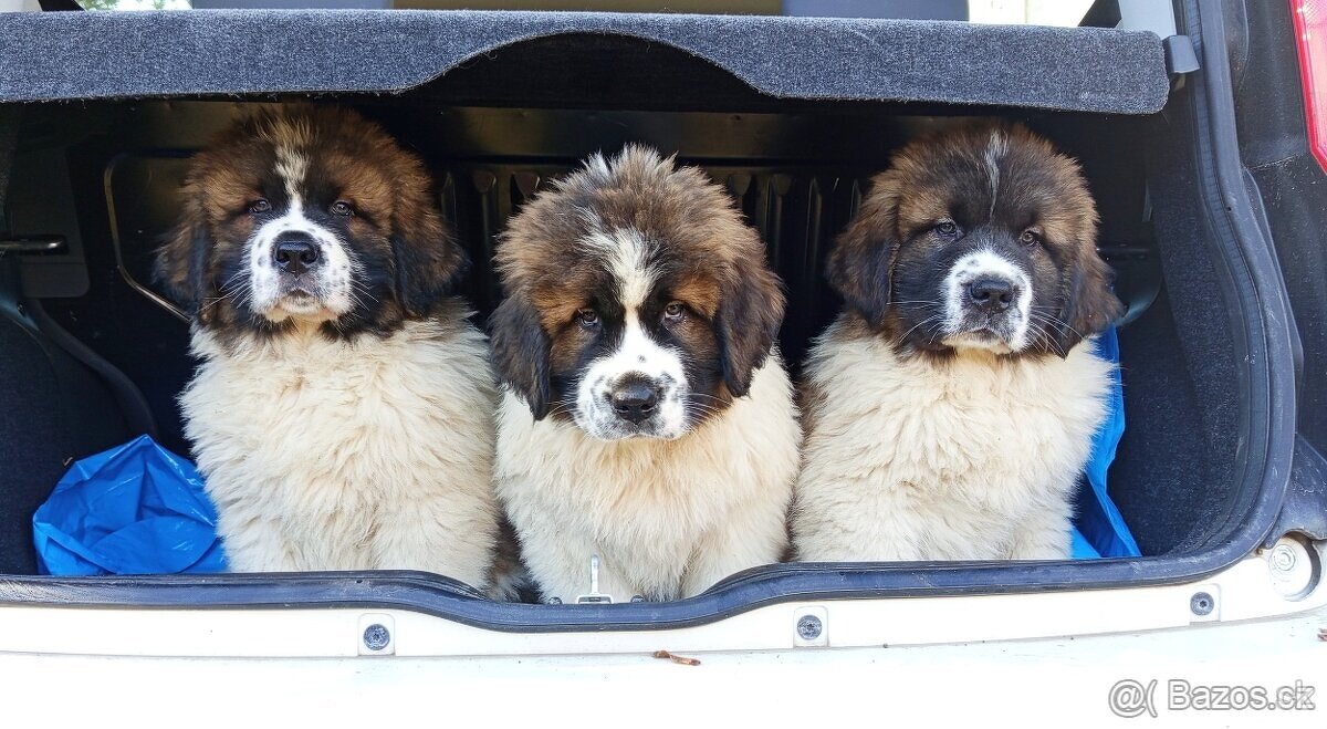 Moskevský strážní pes - ABAKTER