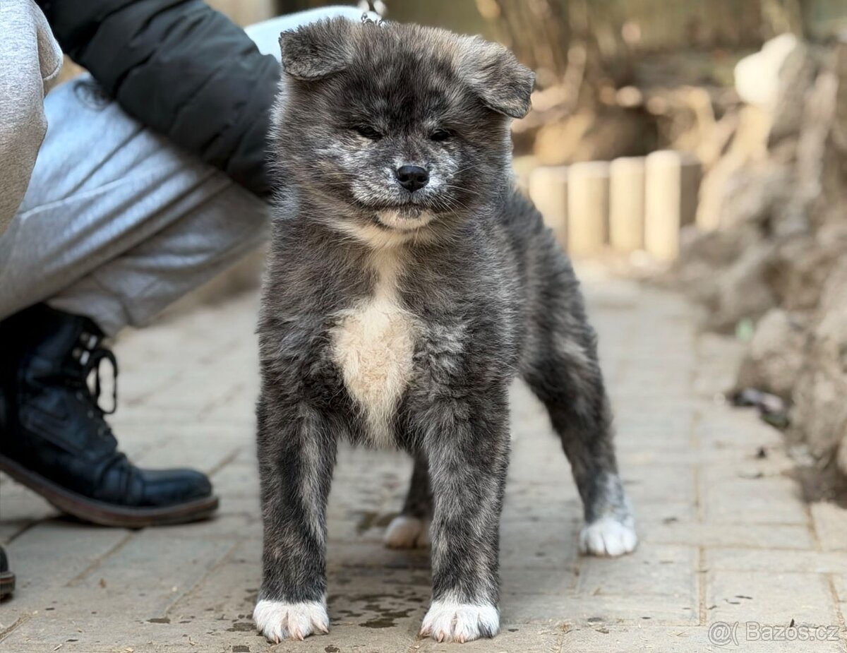 Akita Inu s průkazem původu (PP) - FCI & AKIHO