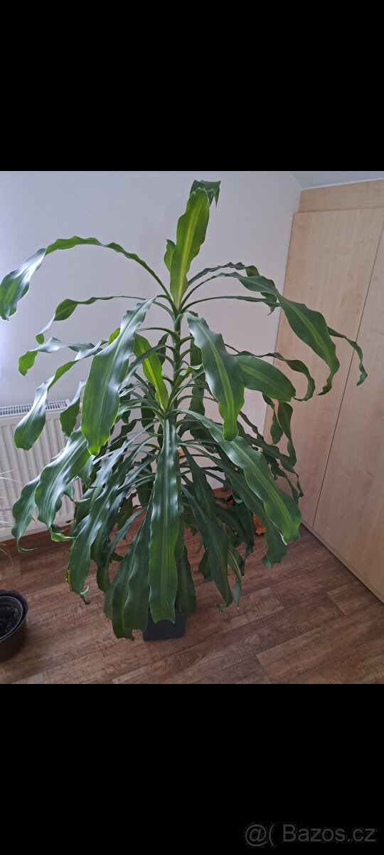 Palma Dracena