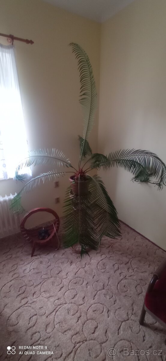 velká palma - Cykas