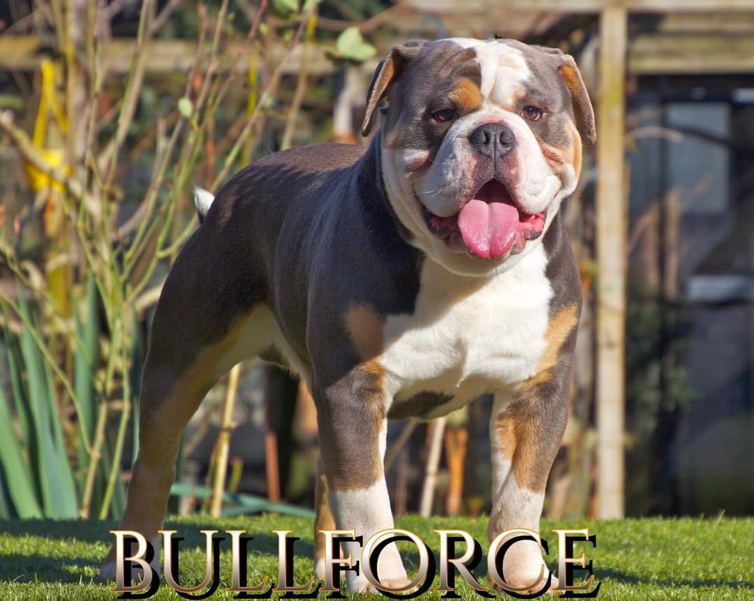 Staroanglicky buldok - old english bulldog - poslední volny