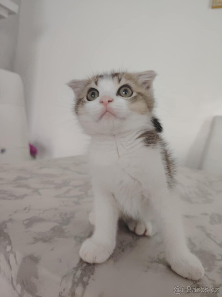 Skotské činčily stříbrná a zlatá