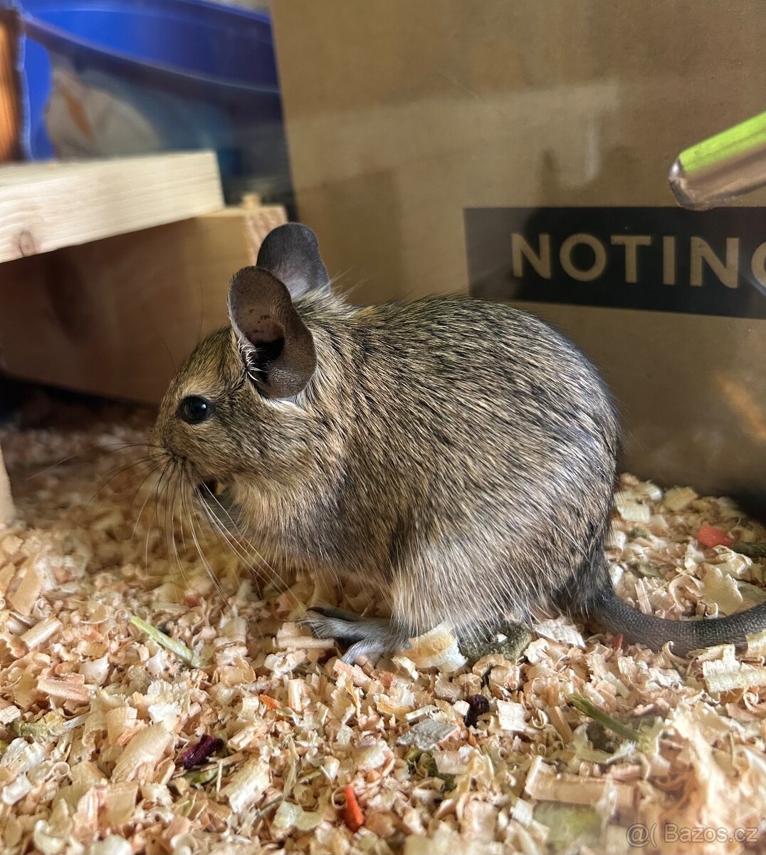 Osmák degu mláďata
