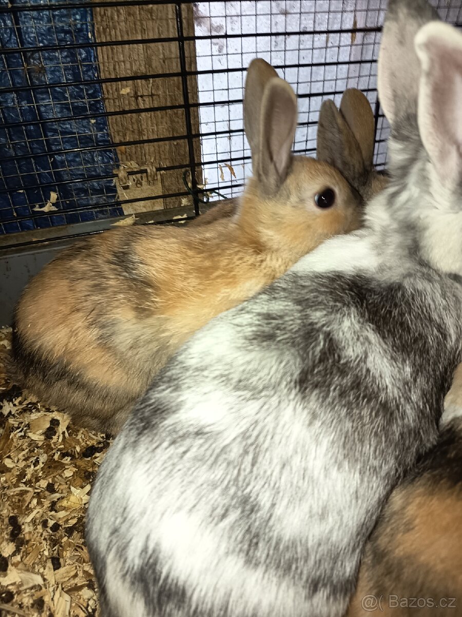 Zakrslý králíček barevný